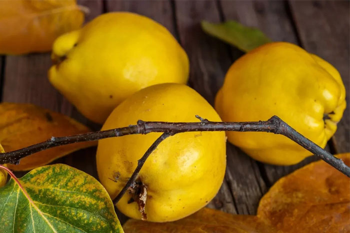 Чем полезна айва