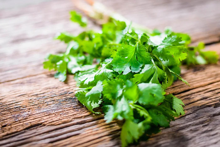 Чем полезна кинза